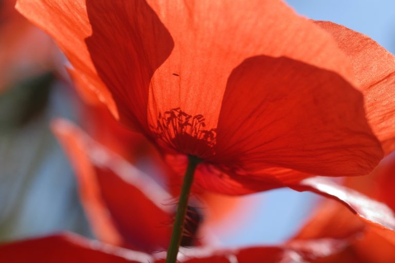 Coquelicot