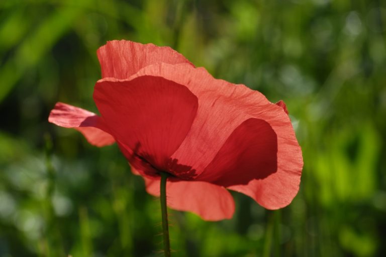 Coquelicot