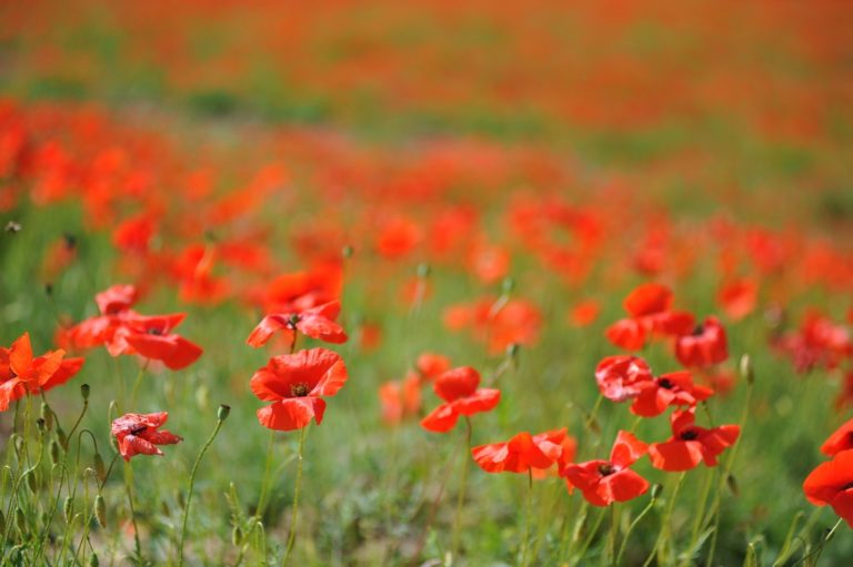 Coquelicots