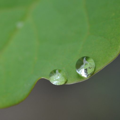 Pluie